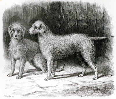 Bedlington Terriers: 